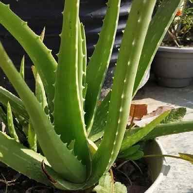 Aloe's Significance: Transforming and Revitalizing in Reveries