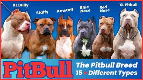 Alternate Interpretations: Various Perspectives on the Significance of Pitbull Dreams