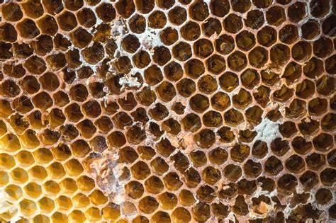 An Abandoned Beehive: Examining the Significance