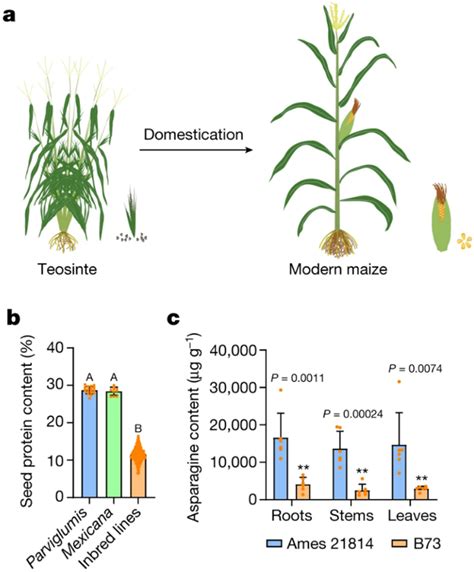 An Evolutionary Expedition: Tracing the Fascinating Transformation from Teosinte to Modern Maize