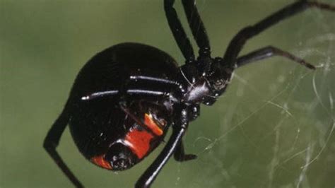 An Exploration of the Cultural Significance of Black Widow Spiders in Dreams