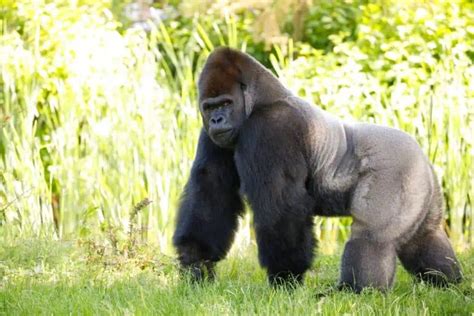 An Insight into the Evolutionary Significance of Gorilla's Running Abilities