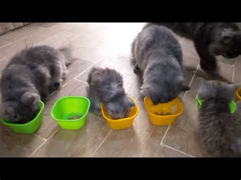 An Insight into the Imaginative Lives of Mealtime-Loving Kittens