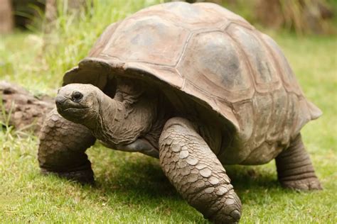 An Insight into the Symbolism of Azure Tortoises