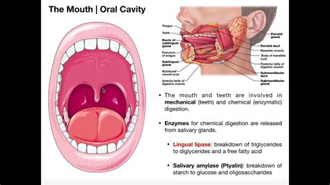 An Intriguing Experience: Decoding the Significance of a Foreign Object in Your Oral Cavity