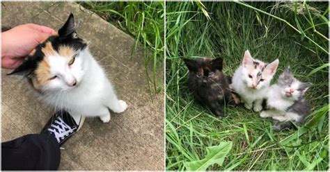 An Unexpected Encounter: Rescuing Kittens in Distress