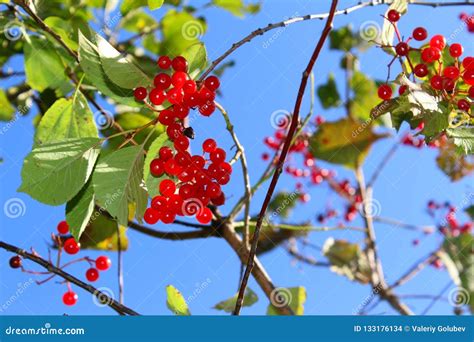 An Unusual Dream: Expelling Ripe Red Berries