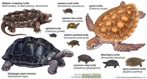 Analysing the Common Traits between Turtles and Dreams