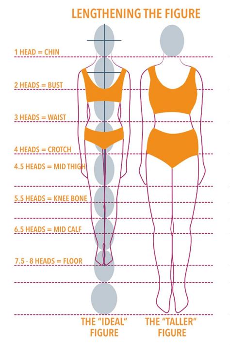 Analysis of Measurements and Body Proportions