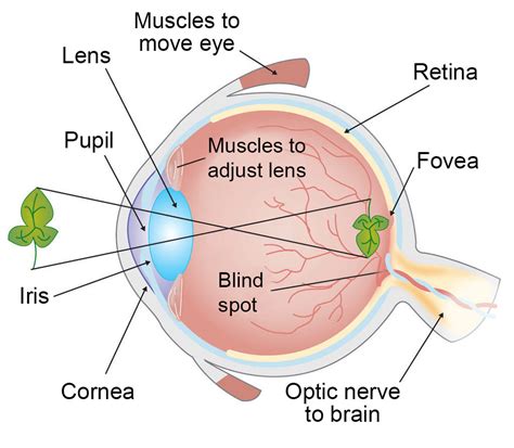 Analyzing Common Objects that Appear from Within the Eyes in Reveries