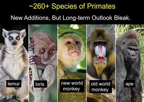 Analyzing Cultural Representations of Primates in Dream Depictions