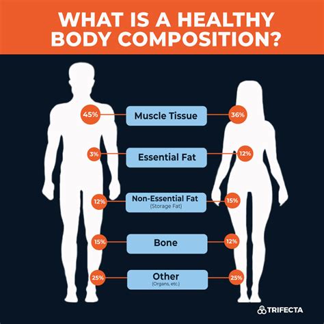 Analyzing Eva Ann's Physique and Body Composition