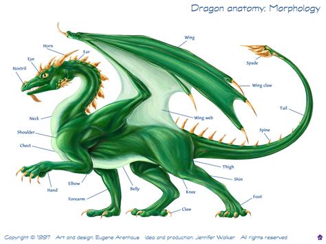 Analyzing Iris Dragon's Physique and Body Measurements