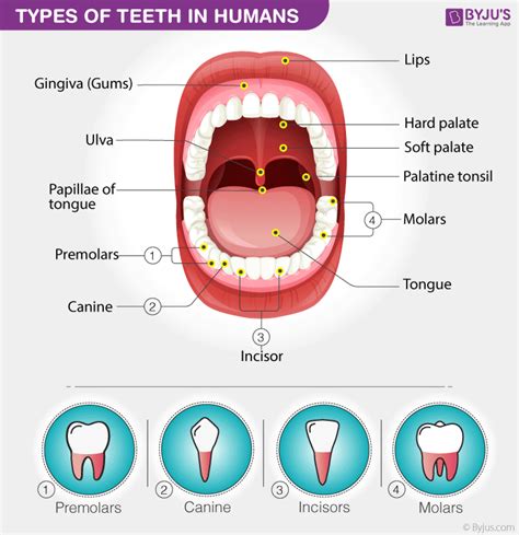 Analyzing Various Types of Oral and Dental Dreams