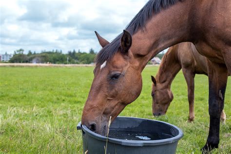 Analyzing the Actions of an Equine Consuming Liquid