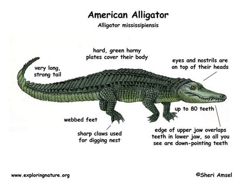 Analyzing the Alligator's Characteristics: Exploring Factors That Can Influence Its Symbolic Meaning