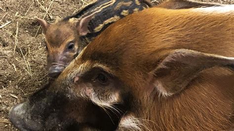 Analyzing the Archetypal Significance of Fierce Hog Encounters in One's Reveries