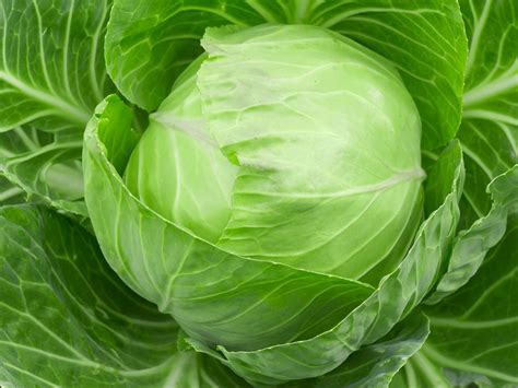 Analyzing the Color of Cabbages in Your Dream