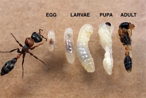 Analyzing the Connection Between Ants, Eggs, and Fertility in Dreaming