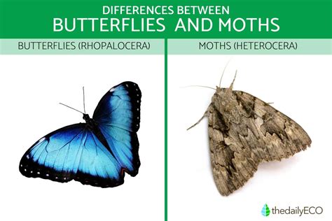 Analyzing the Connection between Moths, Butterflies, and Dreams