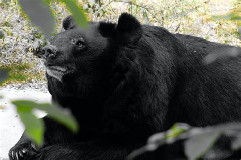 Analyzing the Cultural Representations and Mythology of Bears