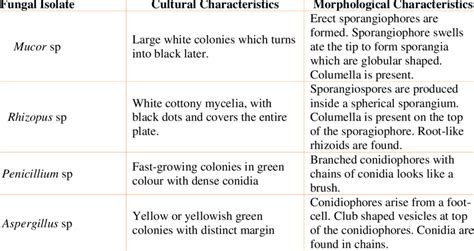 Analyzing the Cultural and Historical Context of Fungi Symbolism