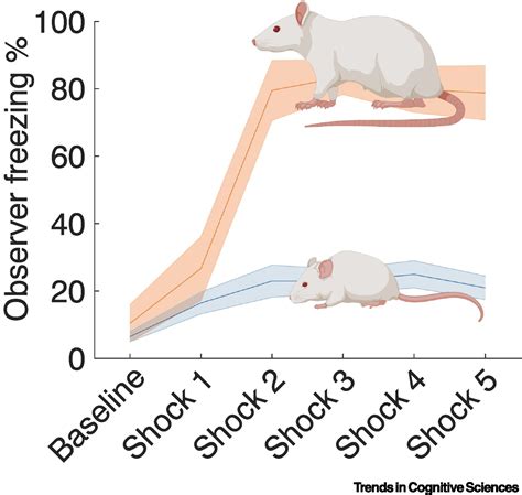 Analyzing the Emotional Context of Rodent-related Reveries