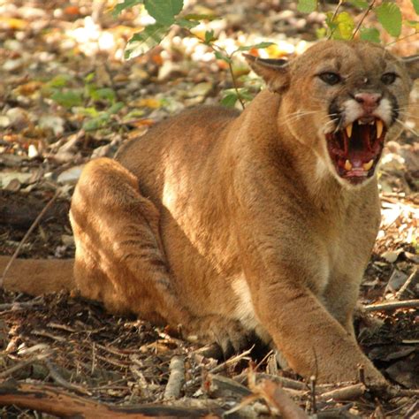 Analyzing the Emotional Impact of Encounters with Puma Attacks