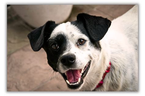 Analyzing the Emotional Landscape of Dreams with Canine Chomping on Toes