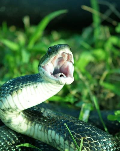 Analyzing the Emotional Response to Dreams of Snake Bite