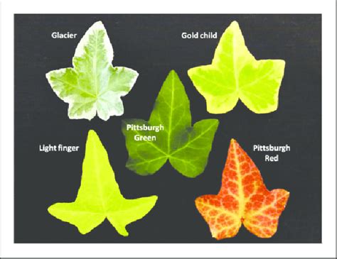 Analyzing the Figure of Hedera Helix