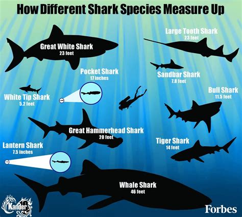 Analyzing the Link between Sharks and Personal Insecurities