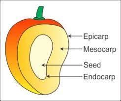 Analyzing the Physical Attributes of the Succulent Fruit