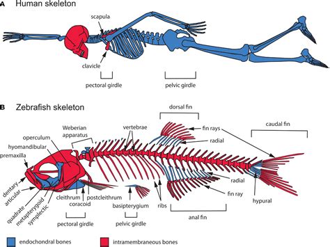 Analyzing the Presence of Fish in the Human Anatomy: From Fear to Healing