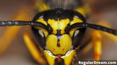 Analyzing the Profound Anxieties Reflected in Dreams of Wasp Stings