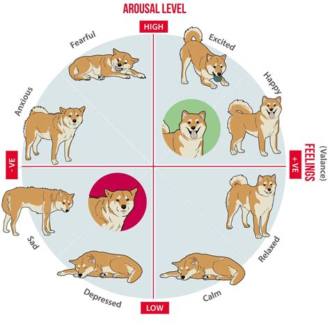 Analyzing the Relationship Between Canine Attacks and Emotional States When Dreaming