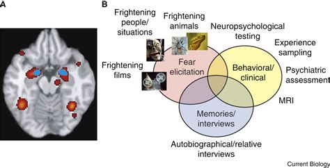 Analyzing the Role of Fear in Dreams of Experiencing Fire Injuries