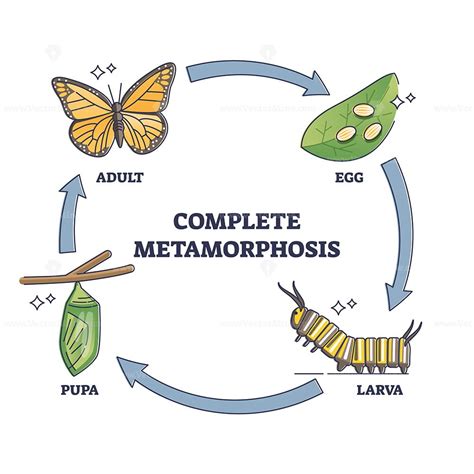 Analyzing the Role of Mortal Visions in Personal Growth and Metamorphosis