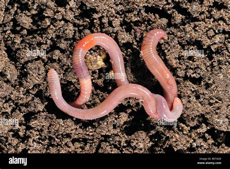 Analyzing the Significance of Worms Crawling on the Ground