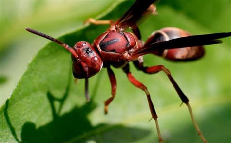 Analyzing the Significance of the Limb in Dreams of Insect Navigation