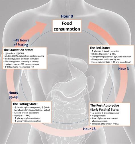 Analyzing the Subconscious: Exploring the Significance of Food Fantasies While Observing a Fasting Regimen