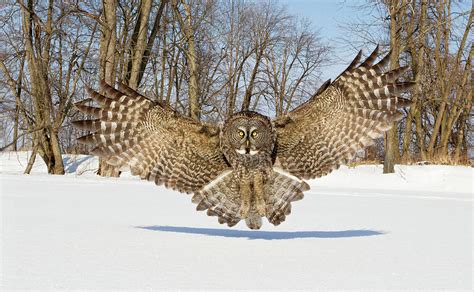 Analyzing the Symbolic Connotations of Fatally Attacking an Owl in Visionary Experiences