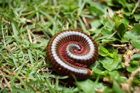 Analyzing the Symbolic Representation of Millipedes in Dream Interpretation