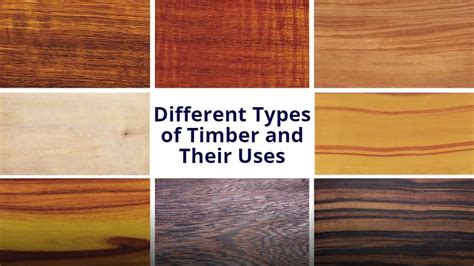 Analyzing the Varied Kinds of Timber and their Significance in Dream Imagery