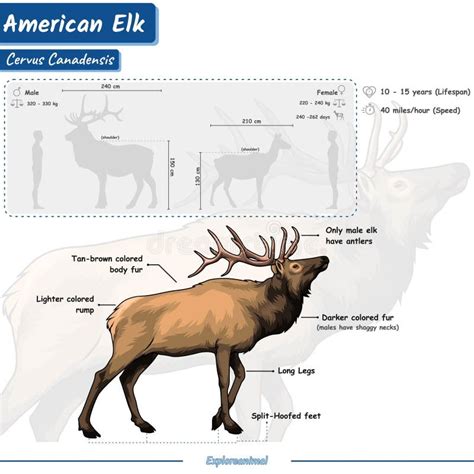 Anatomy and Adaptations: Understanding the Physical Traits of Giant Elk