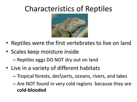 Anatomy and Characteristics: The Unique Qualities of a Multicolored Reptile