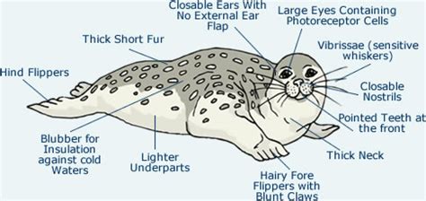 Anatomy and Physical Characteristics of the Mysterious Seal