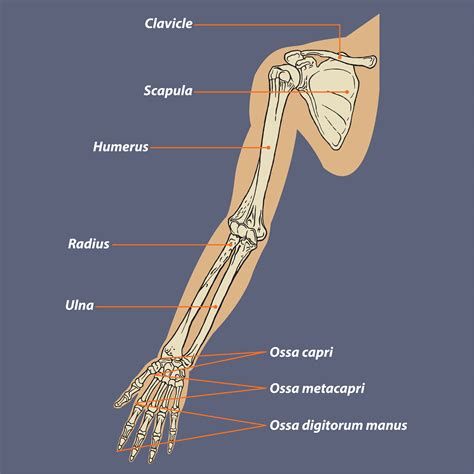 Anatomy of Arm Loss in Dreams