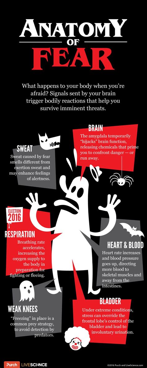 Anatomy of Fear: Psychological Impact of Arachnid Assault