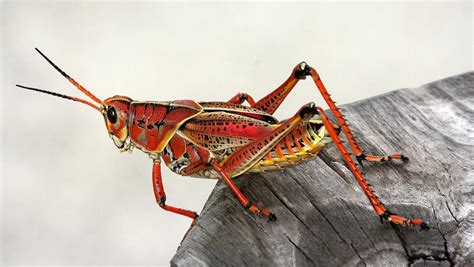 Anatomy of a Big Grasshopper Dream: Insights into the Dreamer's Psyche